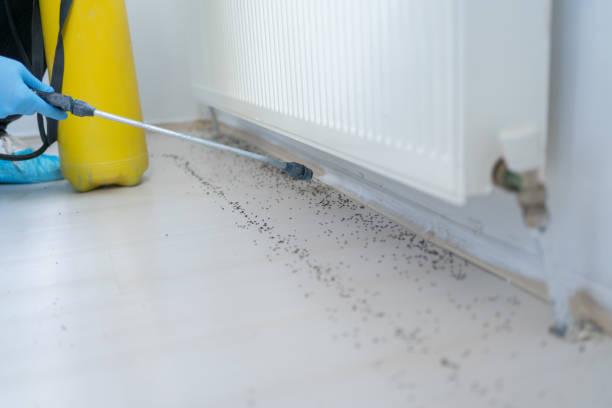Reliable Linglestown, PA Pest Control Solutions